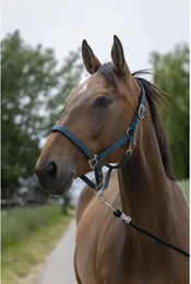 Produktbild von Satiniertes Pferdehalfter Norton