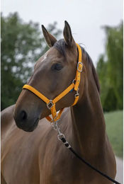 Produktbild von Satiniertes Pferdehalfter Norton