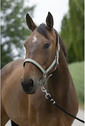 Produktbild von Satiniertes Pferdehalfter Norton
