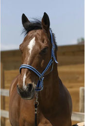 Produktbild von Satiniertes Pferdehalfter Norton