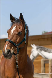 Produktbild von Satiniertes Pferdehalfter Norton