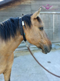 Produktbild von Sattelgurt für Pferde Bucas Neckstrap Dublin