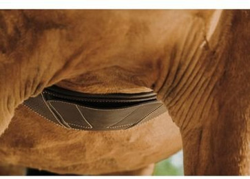 Produktbild von Sattelgurt für Pferde Norton Magnet