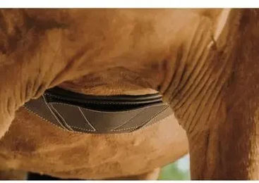 Produktbild von Sattelgurt für Pferde Norton Magnet