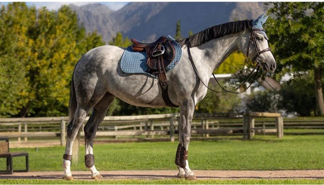 Produktbild von Sattelunterlage für Pferde aus Wildleder LeMieux Close Contact