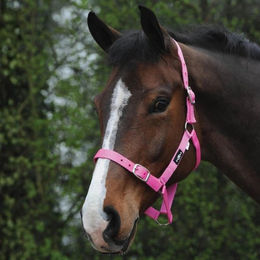Produktbild von Saxon Economy Headcollar