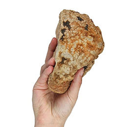 Schecker Kauwurzel Kauspielzeug für Hunde – Bild 1 von 6