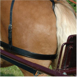 Produktbild von Schenkelriemen für Pferde Chetak