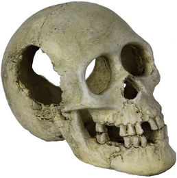 Produktbild von Schlafender hohler Schädel Terrarium-Zubehör Reptiles Planet