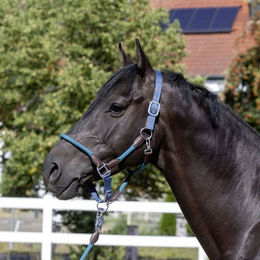 Produktbild von Seil-Halfter Dublin