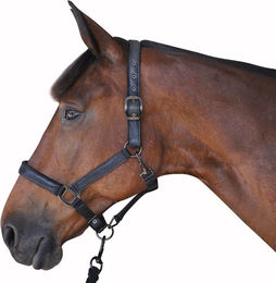 Produktbild von Set aus Halfter + Longiergurt Canter