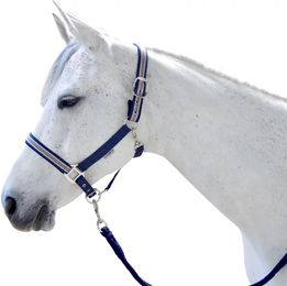 Produktbild von Set aus Halfter und Longiergurt für Pferde Flags&Cup Doulovo