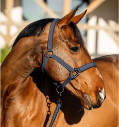 Produktbild von Set aus Halfter und Longiergurt für Pferde Horseware Amigo