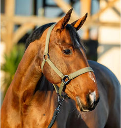 Produktbild von Set aus Halfter und Longiergurt für Pferde Horseware Amigo