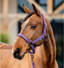 Produktbild von Set aus Halfter und Longiergurt für Pferde Horseware Amigo