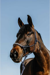 Produktbild von Set aus Halfter und Longiergurt für Pferde Norton Deco