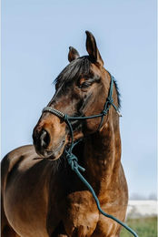 Produktbild von Set aus Halfter und Longiergurt für Pferde Norton Deco