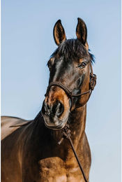 Produktbild von Set aus Halfter und Longiergurt für Pferde Norton Deco