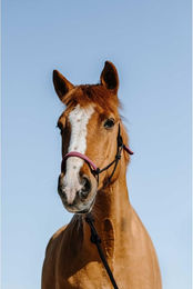 Produktbild von Set aus Halfter und Longiergurt für Pferde Norton Suède