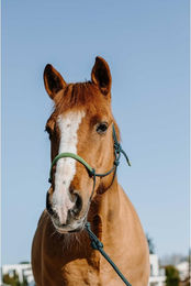 Produktbild von Set aus Halfter und Longiergurt für Pferde Norton Suède