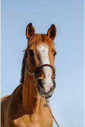 Produktbild von Set aus Halfter und Longiergurt für Pferde Norton Suède