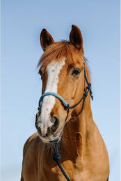 Produktbild von Set aus Halfter und Longiergurt für Pferde Norton Suède