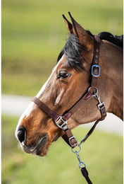 Produktbild von Set aus Halfter und Longiergurt für Pferde nylon HFI Néoprène Smart