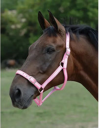 Produktbild von Set aus Halfter und Longiergurt für Pferde Roma