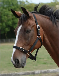 Produktbild von Set aus Halfter und Longiergurt für Pferde Roma