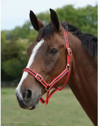 Produktbild von Set aus Halfter und Longiergurt für Pferde Roma