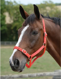 Produktbild von Set aus Halfter und Longiergurt für Pferde Roma
