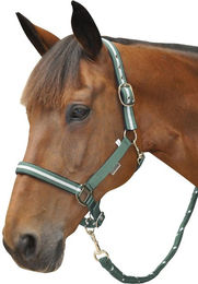 Produktbild von Set Halfter und Longiergurt aus Lurex Canter