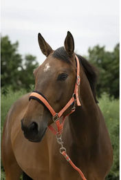 Produktbild von Set Halfter und Longiergurt für breites Pferd Norton