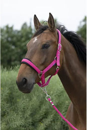 Produktbild von Set Halfter und Longiergurt für breites Pferd Norton