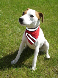 Produktbild von Set Halstuch und Weste