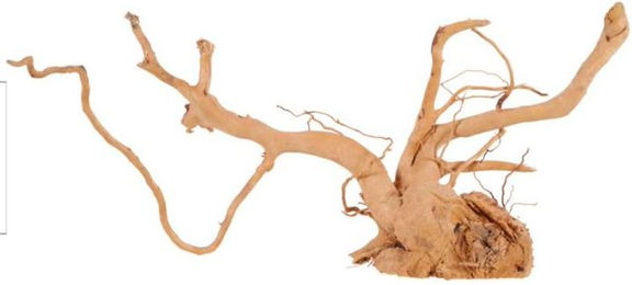 Produktbild von Spinnenwurzel für das Aquarium Zolux