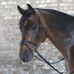 Produktbild von STAR WALDHAUSEN Trensenzaum Diamond