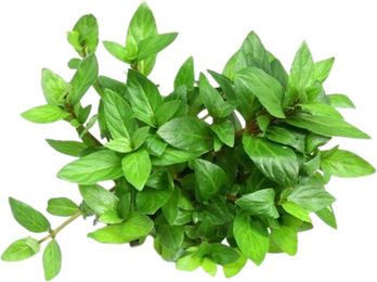 Staurogyne repens Topf – Bild 1 von 3