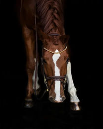 Produktbild von Stirnband für Pferd HFI Straight + Strass