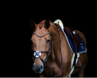 Produktbild von Stirnband für Pferd HFI V Shape + Strass