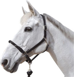 Produktbild von Strickhalfter mit weißen Schlaufen für Pferde Canter