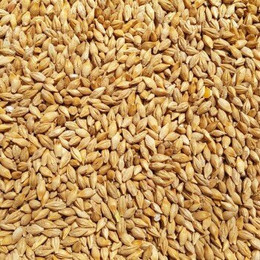 Produktbild von Supravit Braugerste - Ergänzungsfutter für Hühner und Tauben - energiereiches Zusatzfutter liefert wertvolle Kohlenhydrate - leicht verdaulich und gut verträglich 5 kg