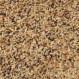 Produktbild von Supravit Kanarienfutter ohne Rübsen | Vogelfutter für Kanarienvögel Aller Arten | Für Waterslager, Harzkanarien und mehr | Ganzjahres-Futter für Kanarien Vögel