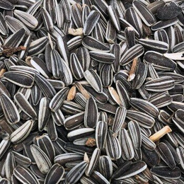 Produktbild von Supravit Sonnenblumenkerne I Vogelfutter I energiereiches Wildvogelfutter als Streufutter für das ganze Jahr