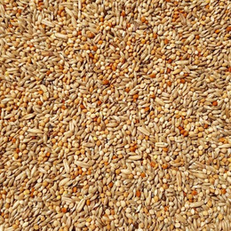 Produktbild von Supravit Supravit Wellensittichfutter Zucht - die ideale Zuchtmischung