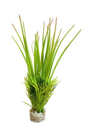 Produktbild von Sydeco Oasis Baby 18 Zentimeter Aquariendekoration