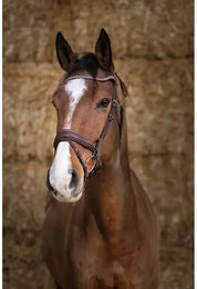 Symantec Norton Bridon Pro Miss Trensenzaum Havanna – Bild 1 von 4