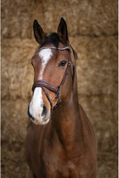 Produktbild von Symantec Norton Pro Miss Trensenzaum Pony Havanna