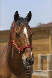 Produktbild von Satiniertes Pferdehalfter Norton aus Kunststoff in Rot oder Schwarz
