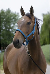 Produktbild von Satiniertes Pferdehalfter Norton für Ponys in Blau aus Kunststoff
